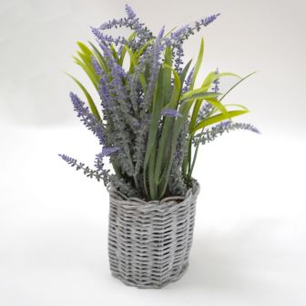 Lavender In Grey Wicker Pot